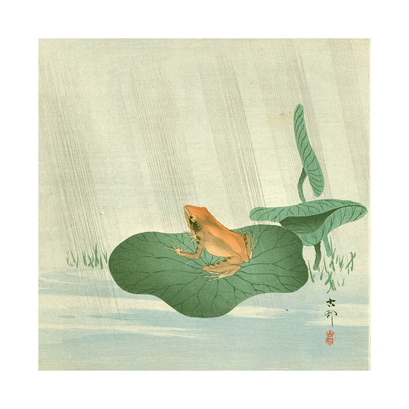 Frog on a lily pad with a minimal background