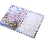 Two postcards with cherry blossom scenery on a white surface