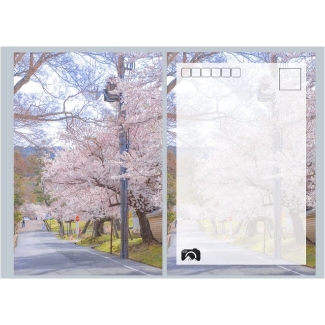 Street scene with cherry blossom trees on both sides of a road, with a camera icon overlay.
