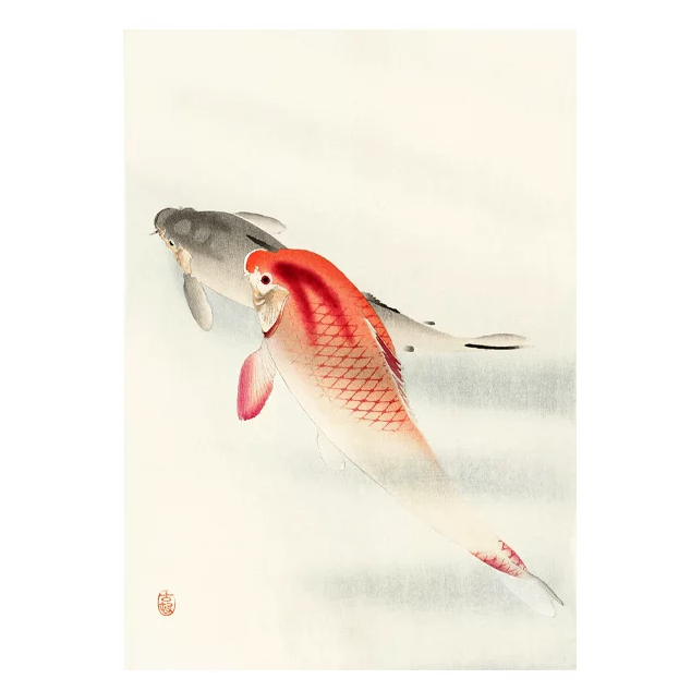 Artistic depiction of a fish with red and white patterns on a light background