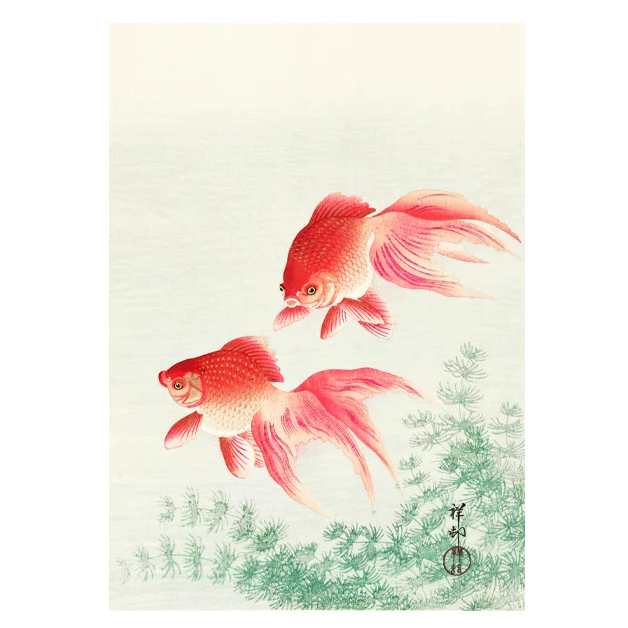 Two red goldfish with green plants on a light background