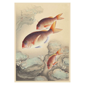Ukiyo-e Red Sea Bream Unframed Canvas Print